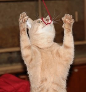 spielende Katze