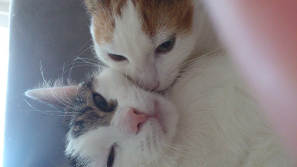 Katzenkuss
