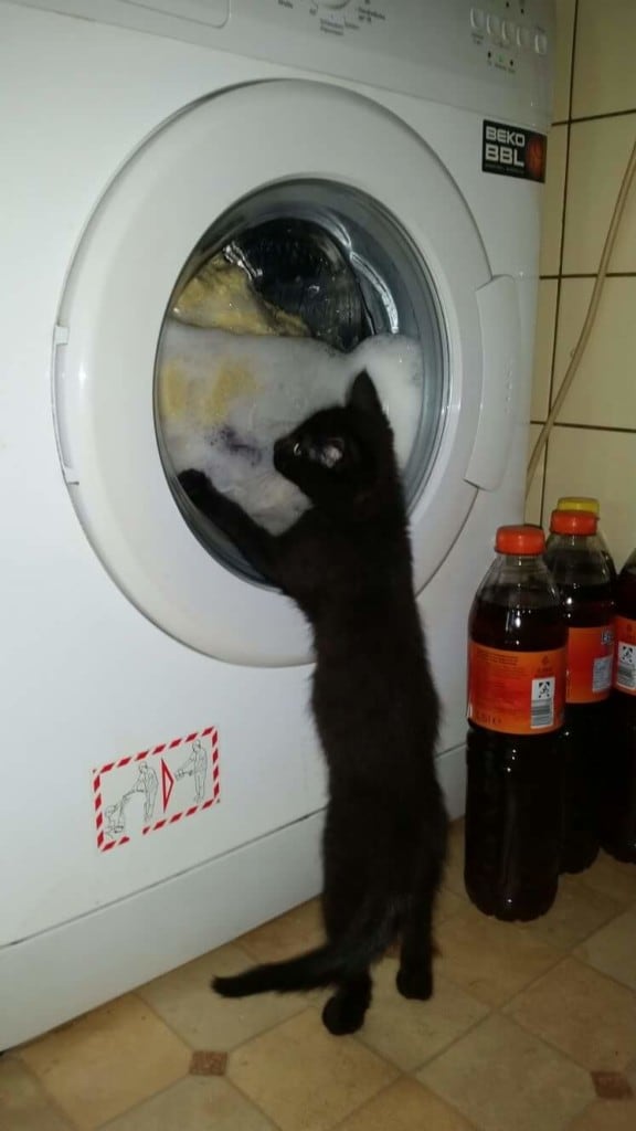 FB_IMG_1474712421274