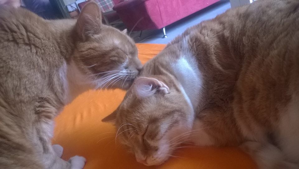 Geschwisterliebe