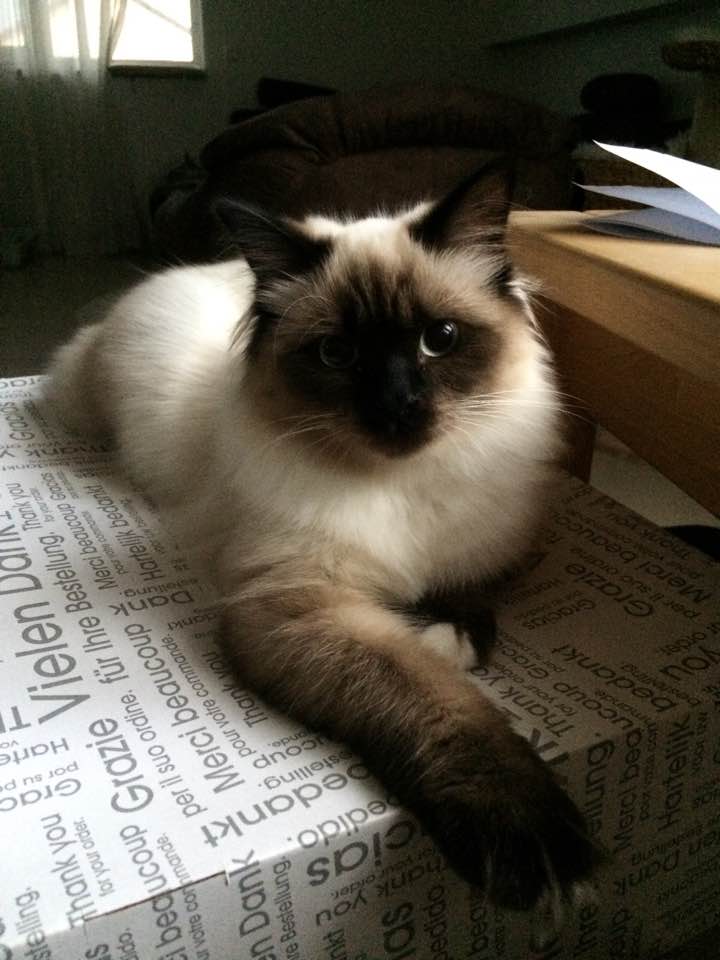 Nala