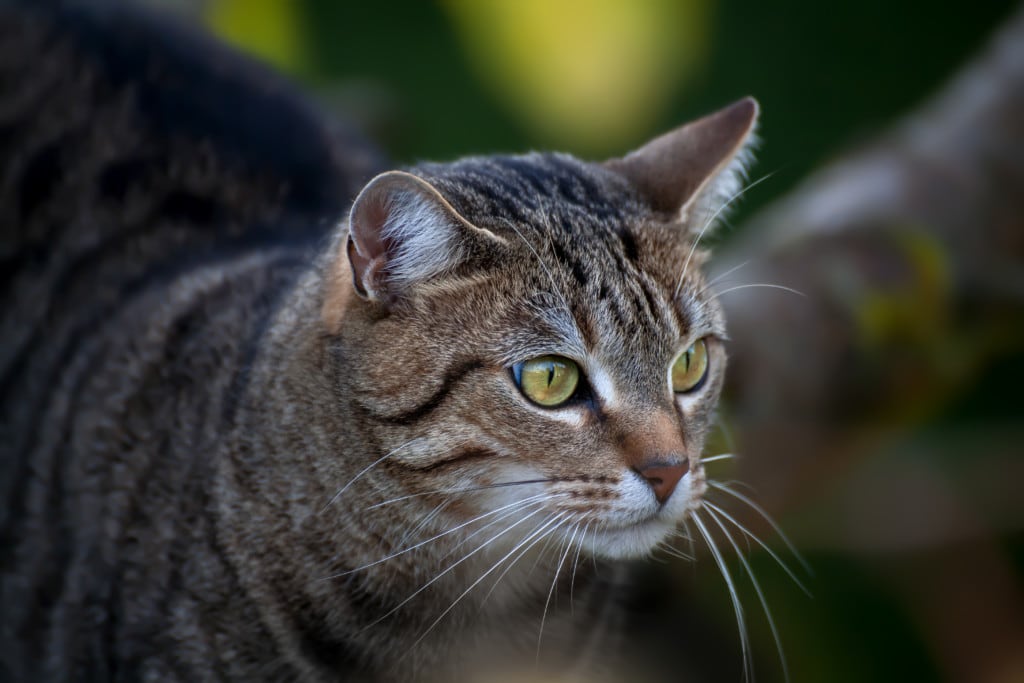Cat-Portrait-Miko