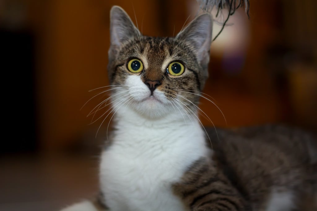 Cat-Portrait-Mila1