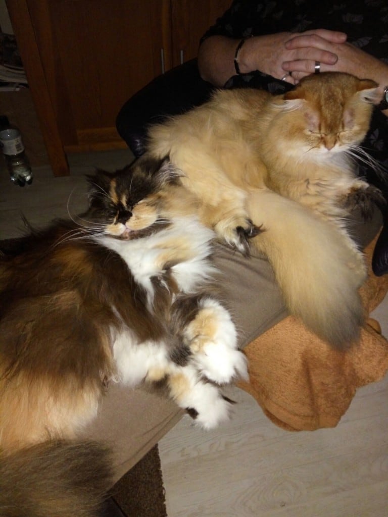 IMG-20161022-WA0007