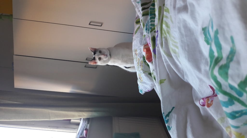 IMG-1480426247716-V