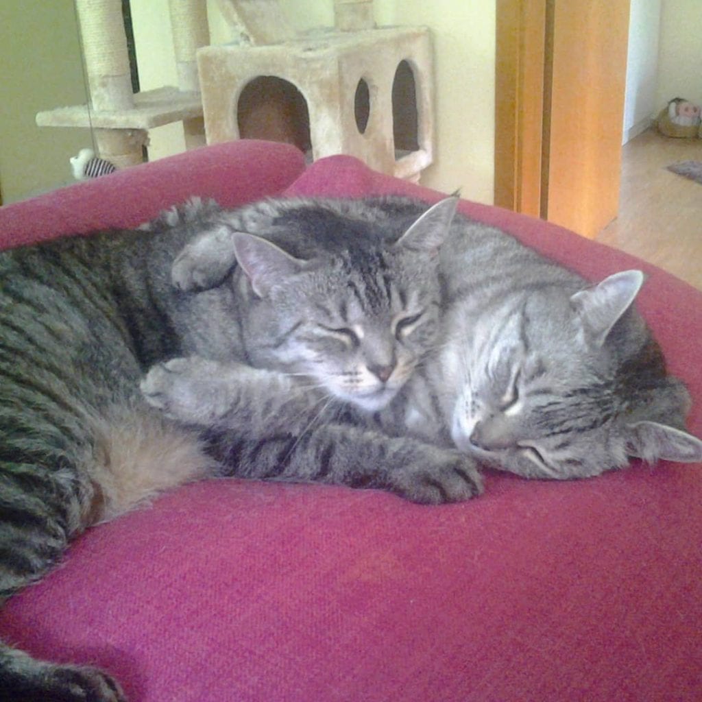 Schwesterkuscheln