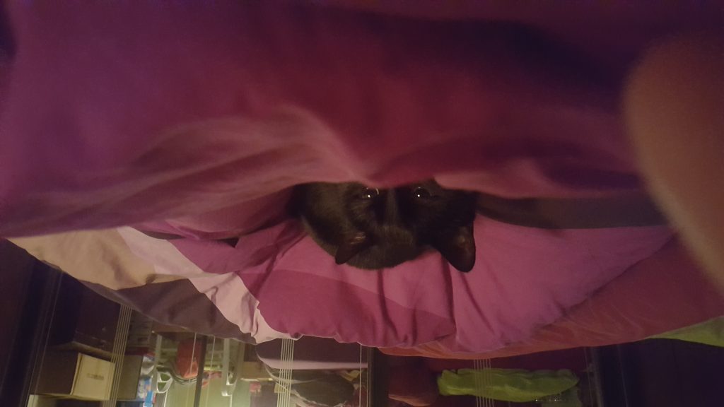 Such die Katze
