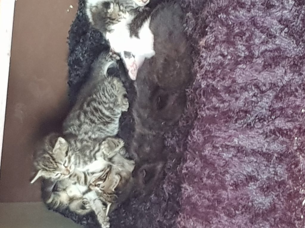 Babys Babys