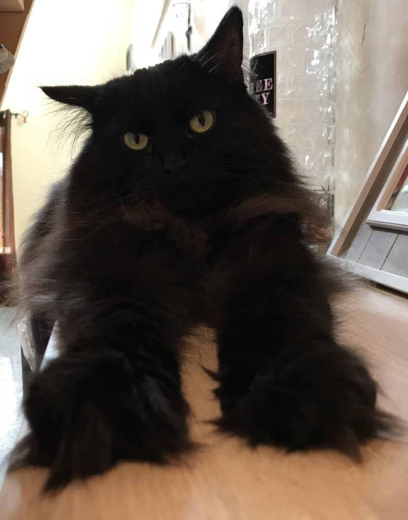 Cooper der flauschige Schönling Cooper der flauschige Schönling