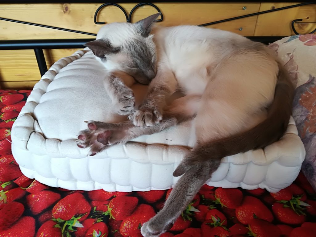 Prinzessin auf der Erbse