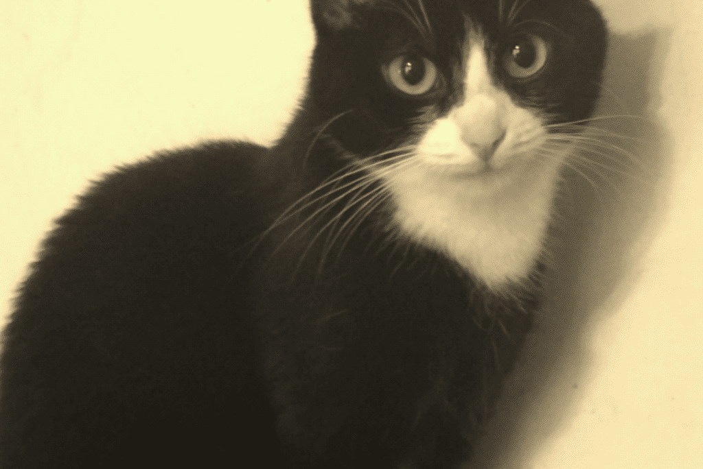 Unsere Prinzessin Unsere Prinzessin
