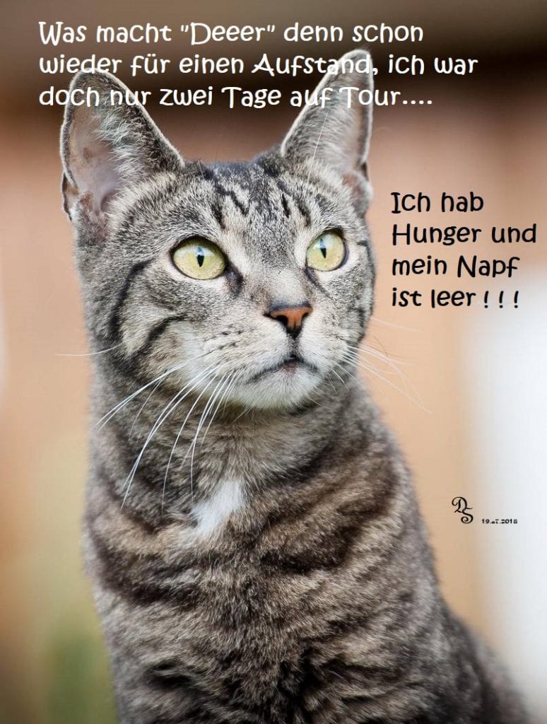 Ich verhungere ! ! Ich verhungere ! !