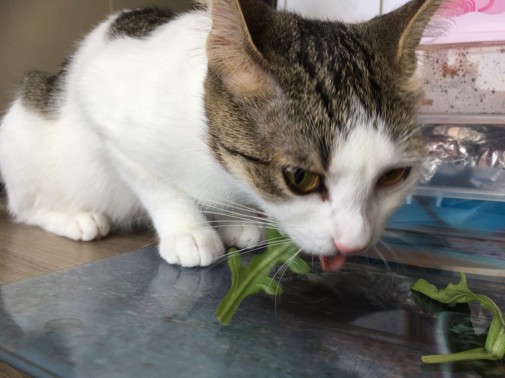 Meine Katze lebt gesund Meine Katze lebt gesund