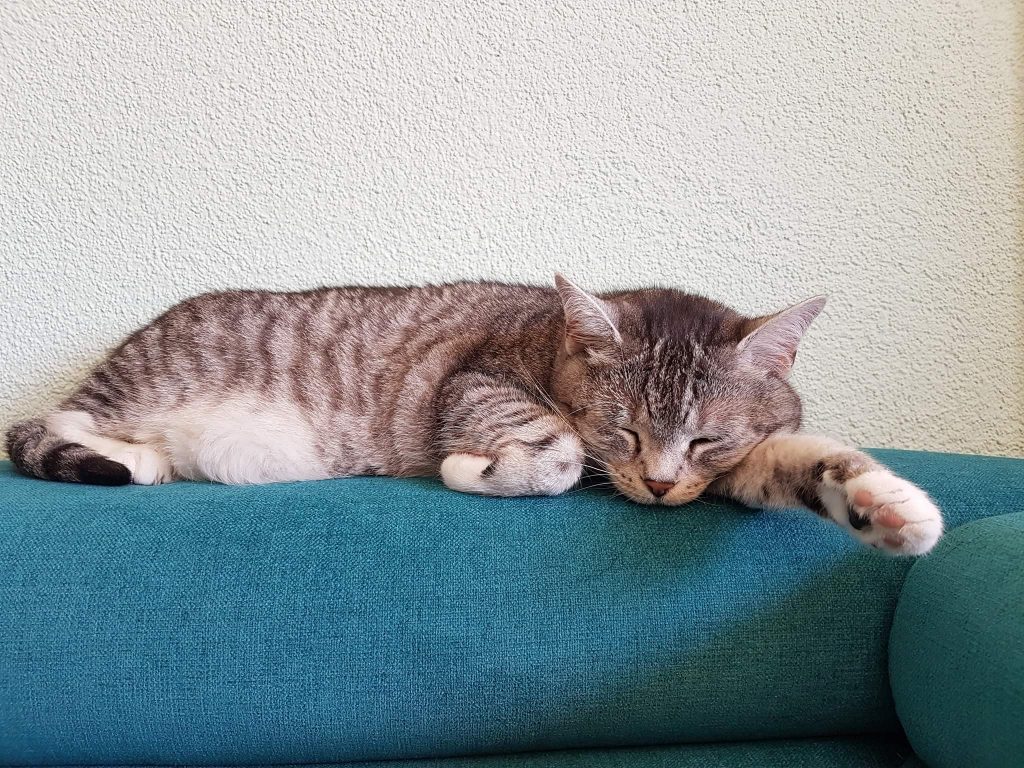 Eine neue Couch, das freut die Katz....?