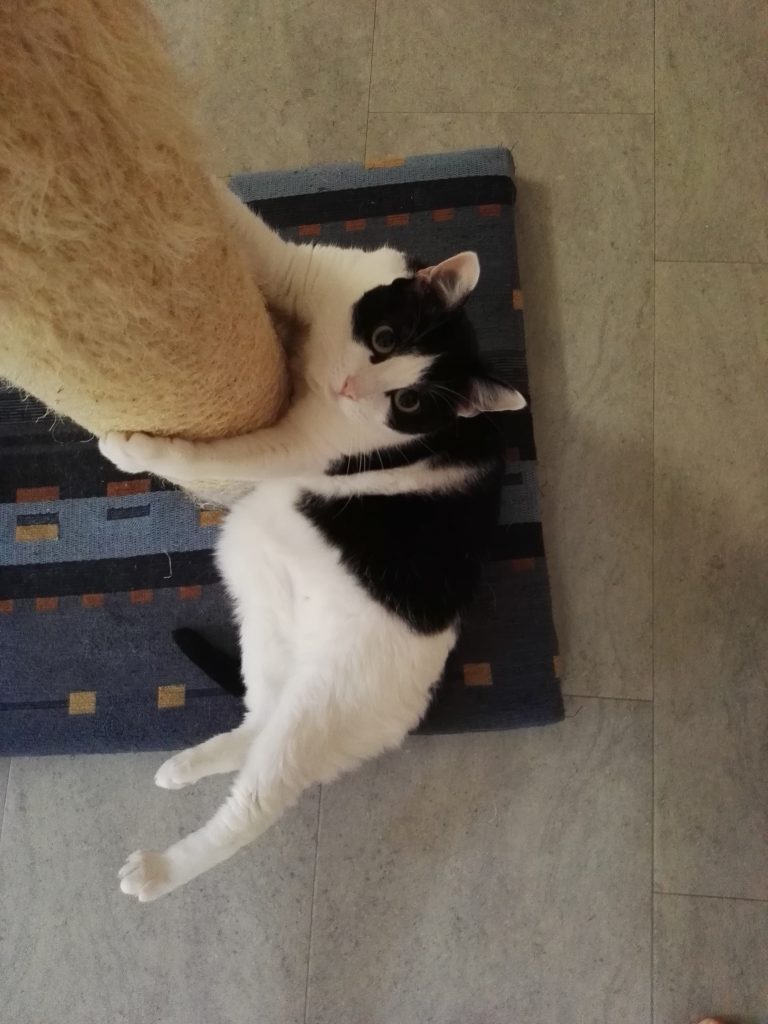 Eowyn am Kratzstamm Eowyn am Kratzstamm