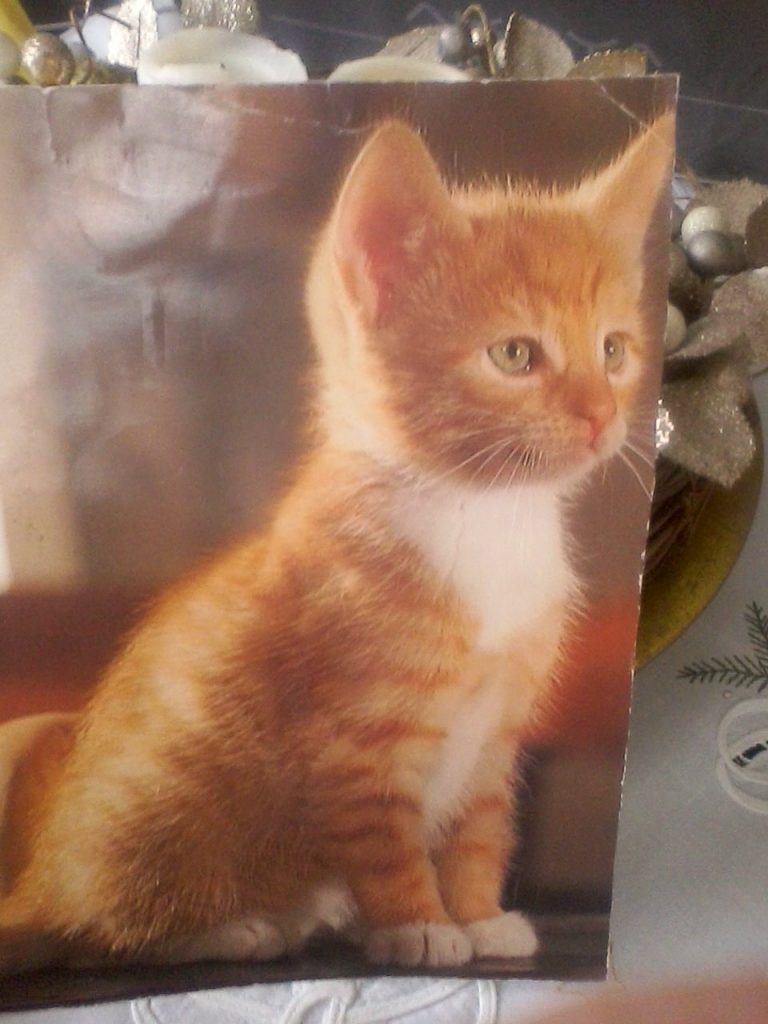 mein kater