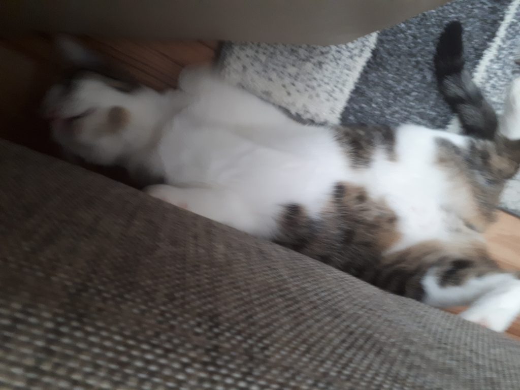 Frieda meine verrückte Zuckerpuppe