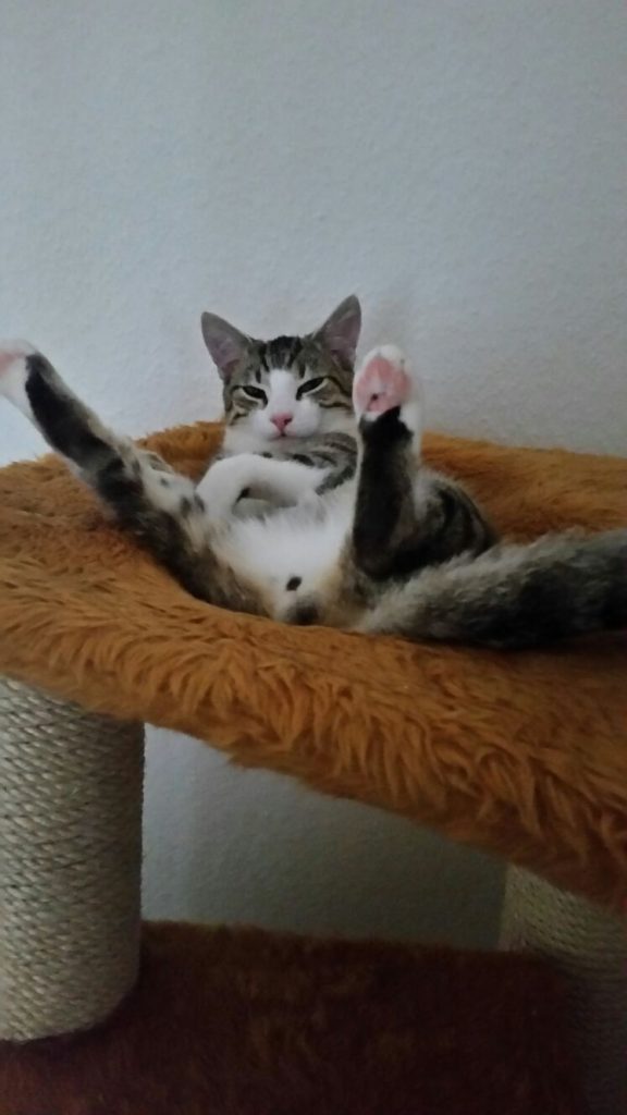 Was geht Was geht