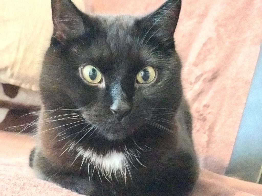 Unsere Katze