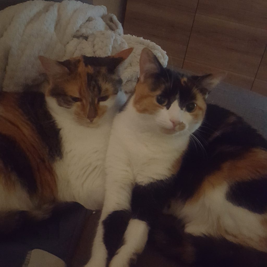 Kuscheln